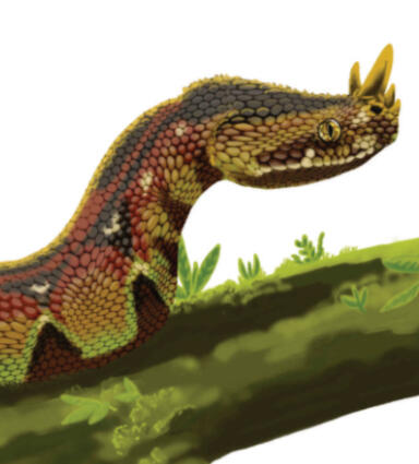 Rhino snake